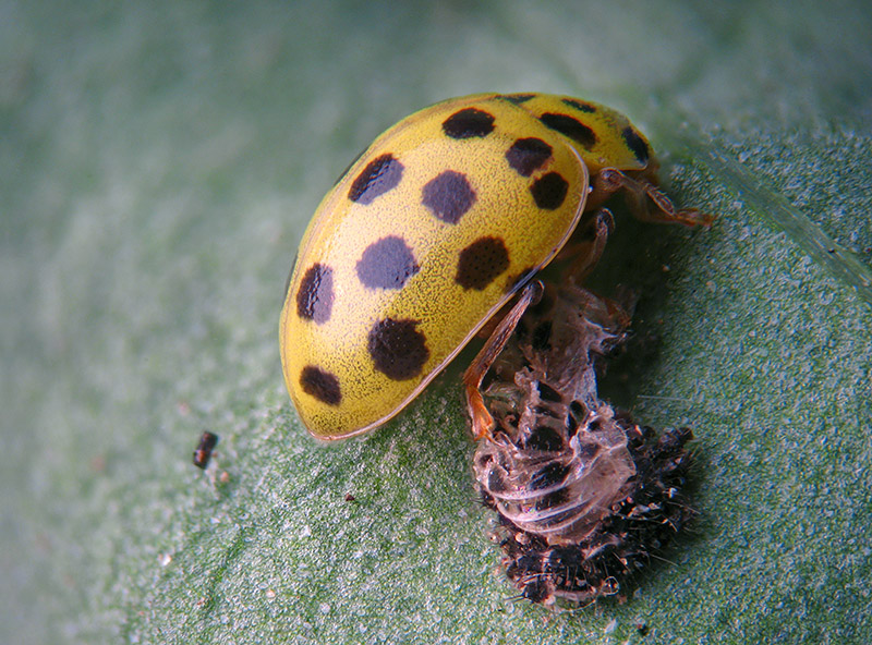 Coccinellidae:   Psyllobora vigintiduopunctata